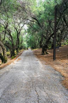 A path through the olive forest at Corfu, Greece, Europe.