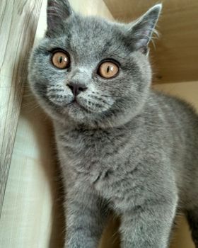 Cute Gray British cat sitting in wardrobe and looking somewhere