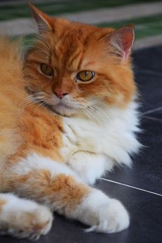 Close up front portrait of one red ginger and white colored domestic cat laying relaxed on the floor and looking at camera, low angle view