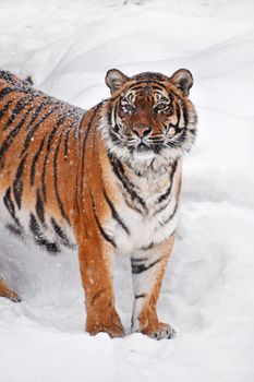 Close up portrait of one young Amur (Siberian) tiger in fresh white snow sunny winter day, looking up at camera, high angle front view