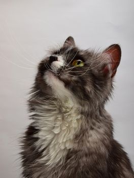 Close up front portrait of one cute gray domestic cat with white spots, looking up over gray background, low angle view