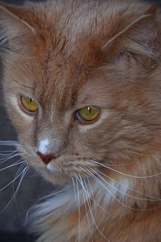 Close up front portrait of one ginger colored domestic cat looking at camera, low angle view