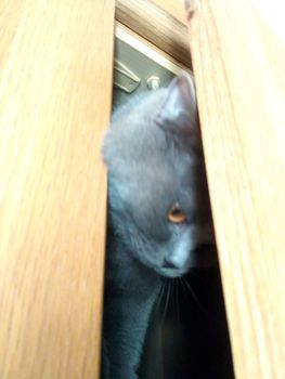 Cute Gray British cat is hiding in the closet