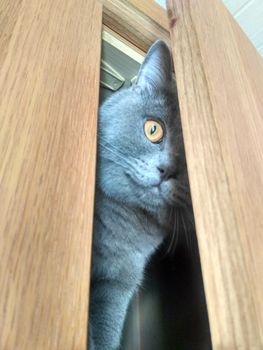 Cute Gray British cat is hiding in the closet