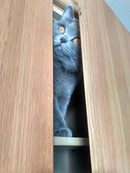 Cute Gray British cat is hiding in the closet