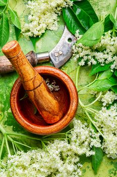 Elderberry, flowering medicinal plant.Medicinal herbs.Inflorescence and leaves of elderflower