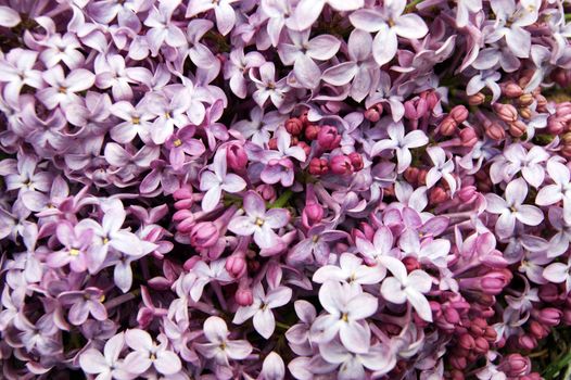 Bright and colorful background from spring flower lilac