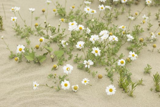 Resilient daisy plants  flowering on a sandy desert with no water.
