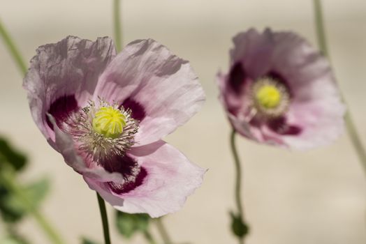 Flowers and seed pods of opium poppy plant, Papaver somniferum.