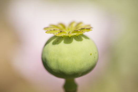 Flowers and seed pods of opium poppy plant, Papaver somniferum.