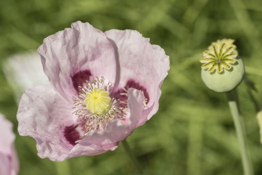 Flowers and seed pods of opium poppy plant, Papaver somniferum.