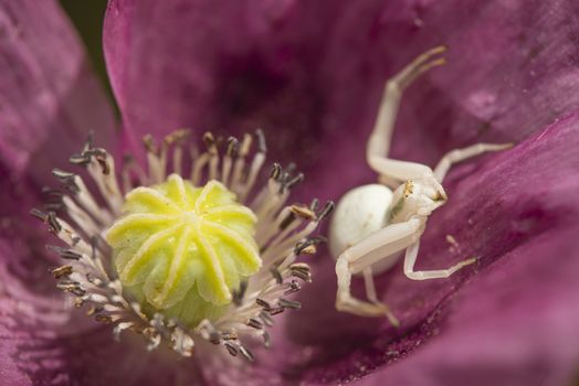 Crab spider on opium poppy flower, Papaver somniferum.