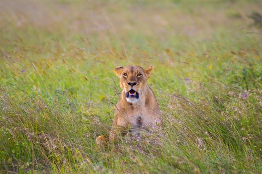 Lioness sitting in the savannah of Nairobi Park in Kenya in Africa