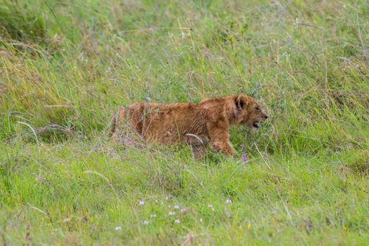 Lion cub walking in the tall grass of the savannah of Nairobi park in central Kenya