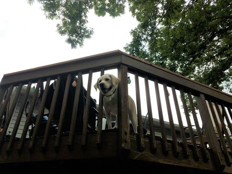 large white dog at top of wooden deck and trees