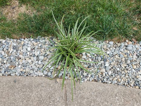 grey cement path with rocks and stones and green grasses