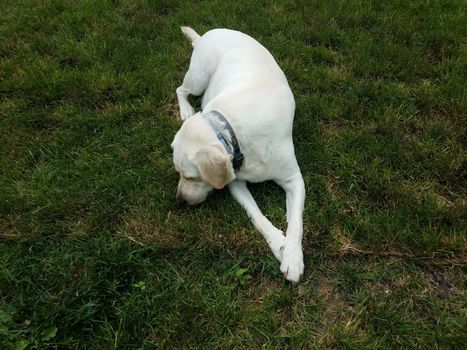 large white dog or puppy with paws crossed on green grass or lawn