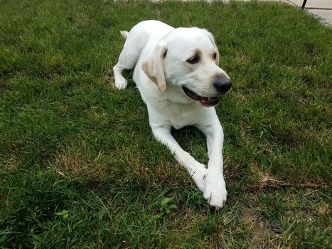 large white dog or puppy with paws crossed on green grass or lawn