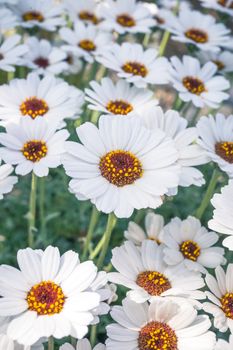 The name of these flowers is Swamp chrysanthemum.Scientific name is Leucanthemum paludosum.