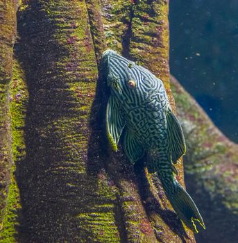 royal panaque in closeup, popular suckermouth catfish in aquaculture, Tropical fish from the Amazon basin of America