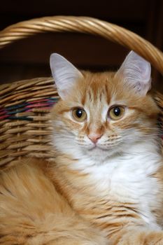 Red cat sitting in a wicker basket