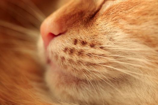 Nose of a ginger cat close up