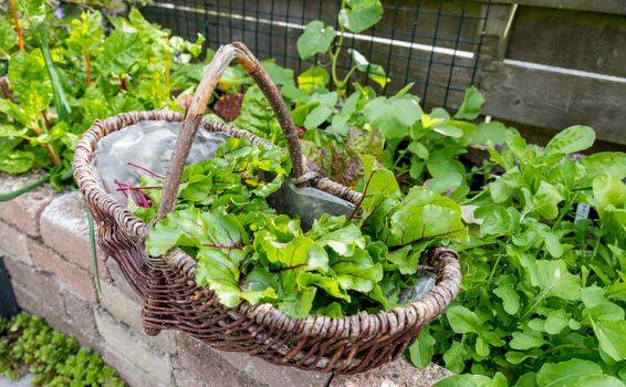 woman busy with harvesting the leaf of red beets in a vegetable garden