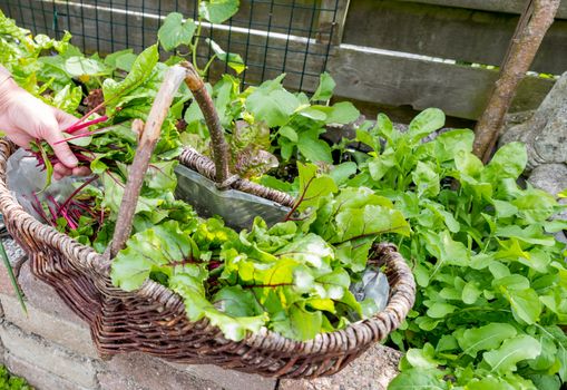 woman busy with harvesting the leaf of red beets in a vegetable garden