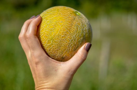 Close up of fresh melon on hand. Yellow melon in spring. Organic and sweet melon