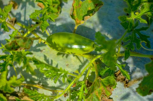 Fresh green melon plants growing in organic garden