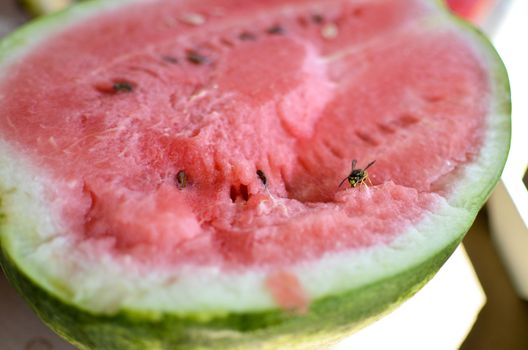 Wasp eats a red cutaway watermelon in nature