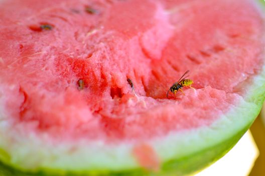 Wasp eats a red cutaway watermelon in nature