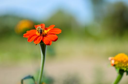 Humblee-bee sitting on a red Dahlia flower in a garden