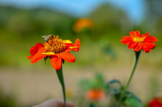 Humblee-bee sitting on a red Dahlia flower in a garden