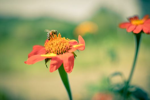 Humblee-bee sitting on a red Dahlia flower in a garden