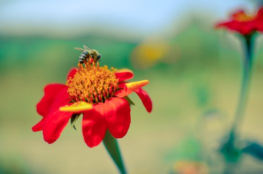 Humblee-bee sitting on a red Dahlia flower in a garden