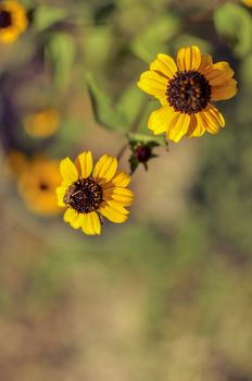 Rudbeckia Hirta L. Toto, Black-Eyed Susan flowers of the Asteraceae family background