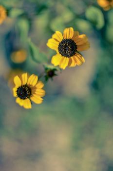 Rudbeckia Hirta L. Toto, Black-Eyed Susan flowers of the Asteraceae family background