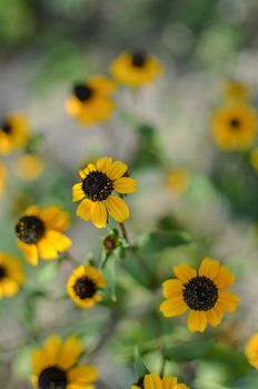 Rudbeckia Hirta L. Toto, Black-Eyed Susan flowers of the Asteraceae family background