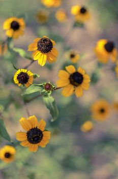 Rudbeckia Hirta L. Toto, Black-Eyed Susan flowers of the Asteraceae family background