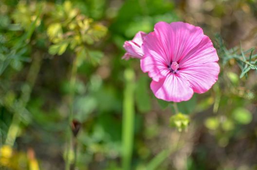 Lavatera or malopa. pink flower background. from above