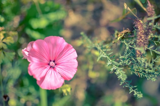 Lavatera or malopa. pink flower background. from above