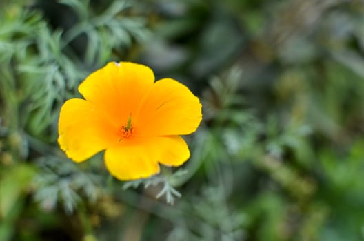 Orange eschscholzia on the green meadow closeup with blured background