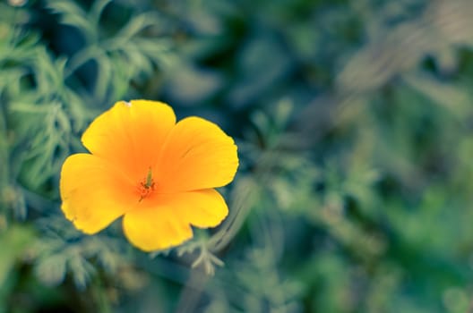 Orange eschscholzia on the green meadow closeup with blured background