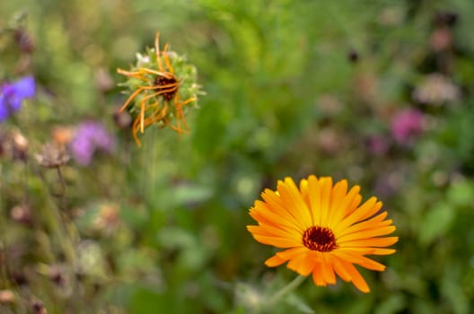 Orange calendula flowers. Blooming marigold flowers. Orange calendula on a green grass. Garden with calendula. Garden flowers. Nature flowers in garden. Blooming calendula.