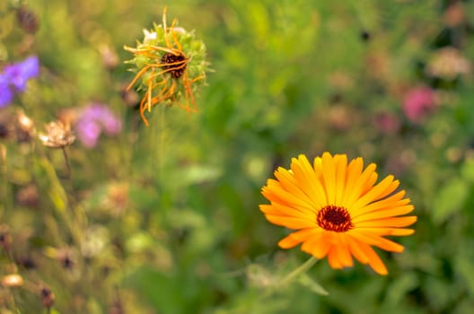 Orange calendula flowers. Blooming marigold flowers. Orange calendula on a green grass. Garden with calendula. Garden flowers. Nature flowers in garden. Blooming calendula.