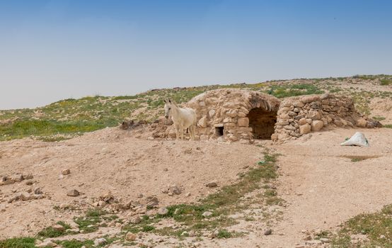 donkey in front of stone built house inhabited by Bedouin