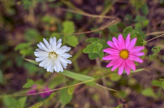 White and pink aster flowers at flowerbed at autumn