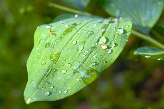 Wet leaf, raindrops on a green leaf