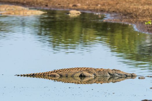 A nile crocodile, with reflection, in a river in the Mpumalanga Province of South Africa